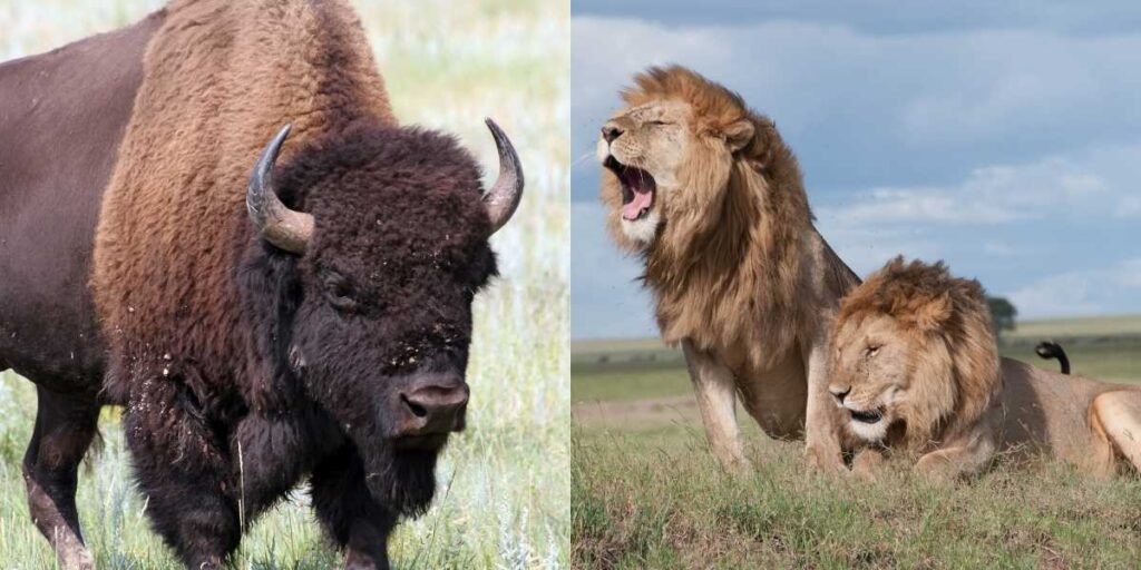 Bison vs Lion