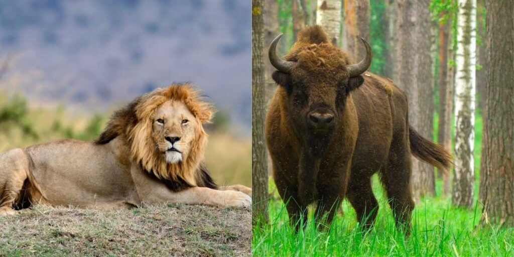 Bison vs Lion