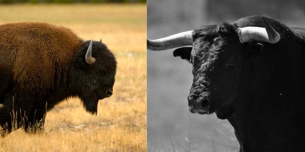 Bison vs Bull