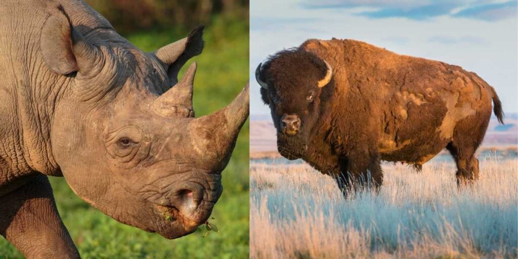 Bison vs Rhino