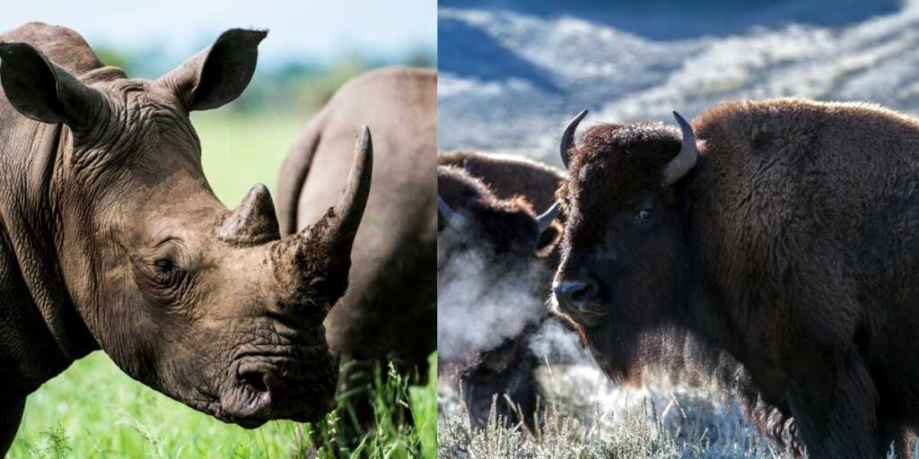 Bison vs Rhino