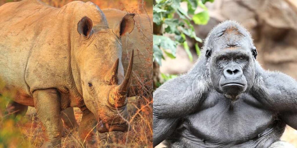 Rhino vs Gorilla 