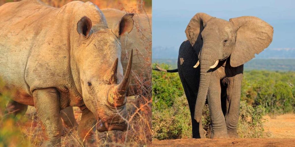 Elephant vs Rhino