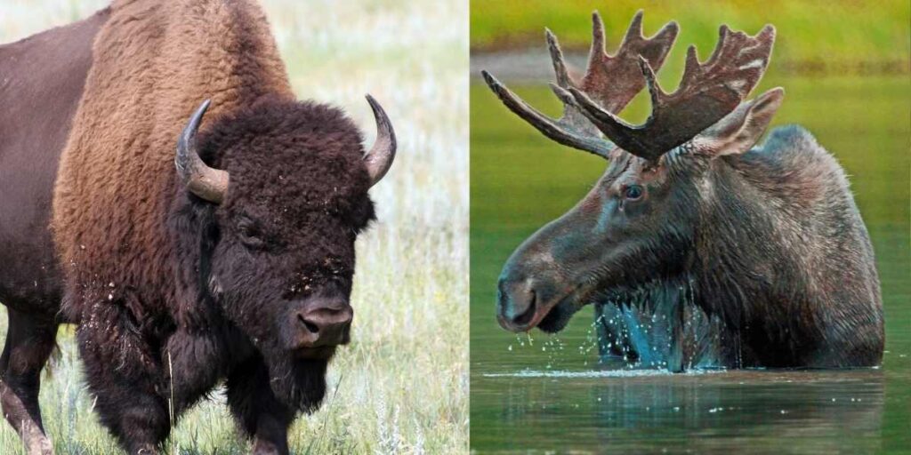 Bison vs. Moose 