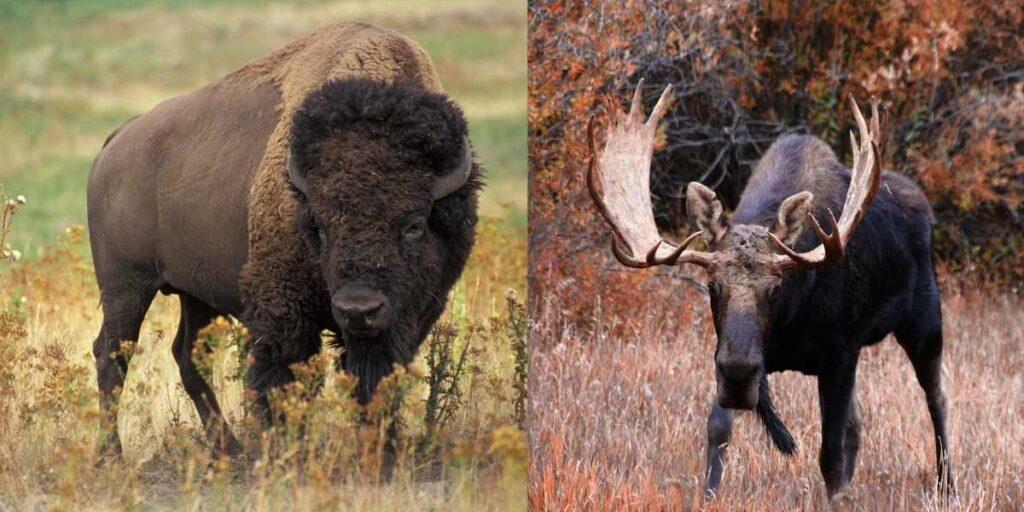 Bison vs. Moose (3)