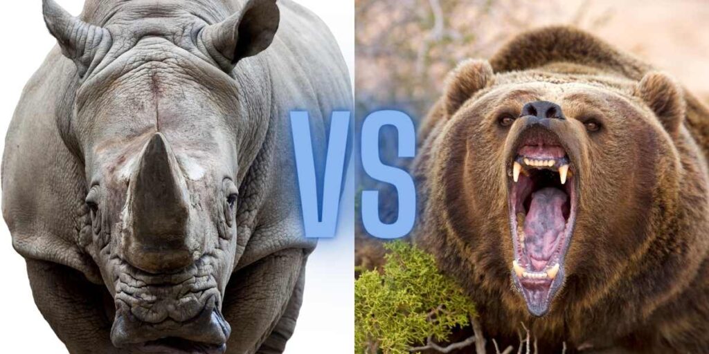 Rhino vs Bear: An Epic Wilderness Showdown Revealed